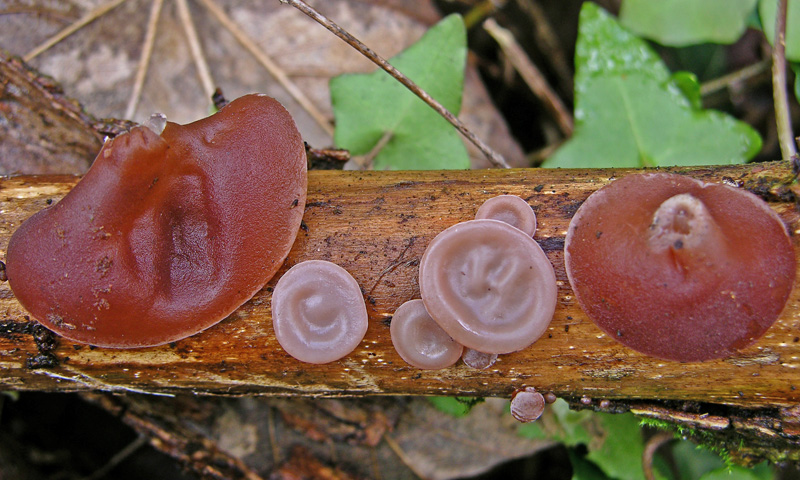 Ritrovamenti sabato 31.